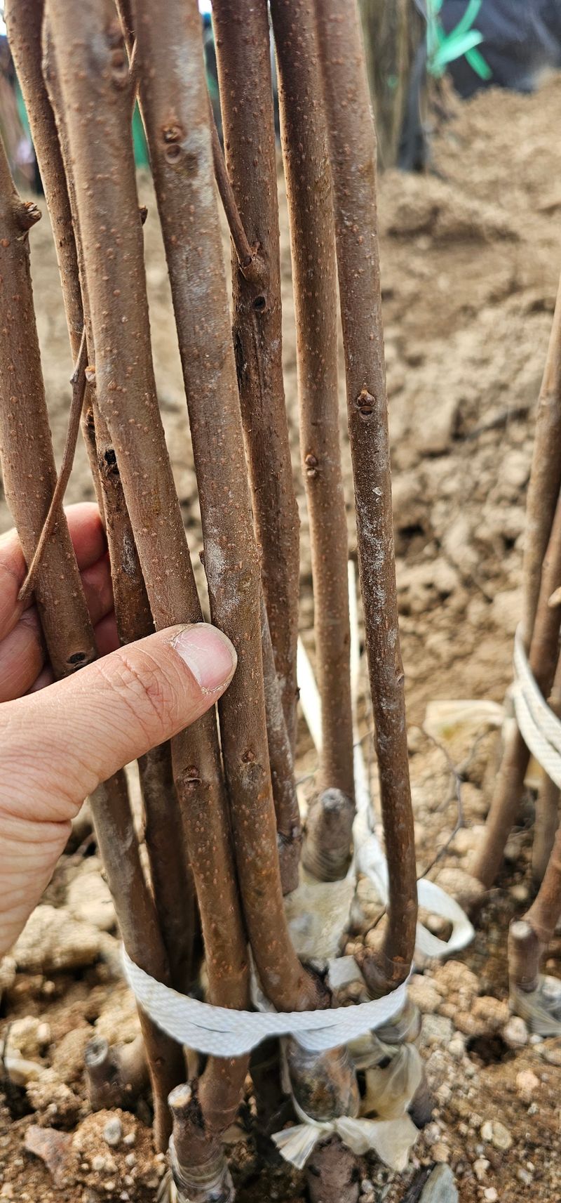 뿌리묘목농원님의 장터 판매 상품 [대봉감나무 접목1년] 첨부 사진