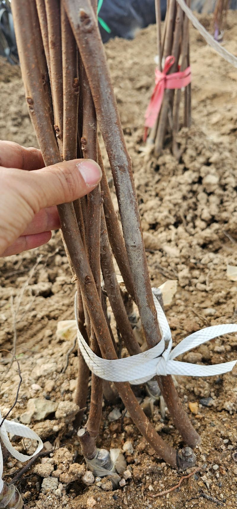 뿌리묘목농원님의 장터 판매 상품 [대봉감나무 접목1년] 첨부 사진