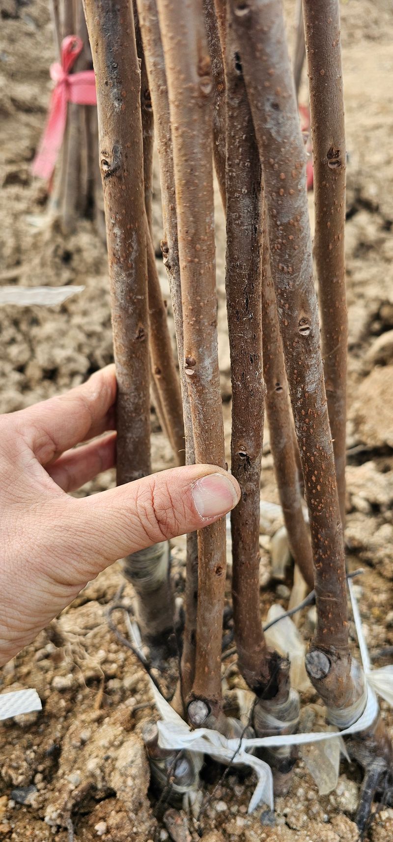 뿌리묘목농원님의 장터 판매 상품 [대봉감나무 접목1년] 첨부 사진