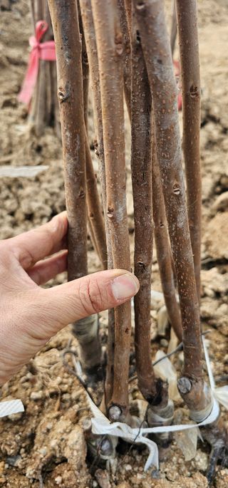 뿌리묘목농원님의 작성글 사진