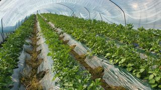 팜모님정보감사합니다님의 감자 · 영농일지 작성글 사진