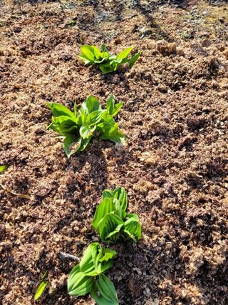 유병선(김천자두)님의 3월 내 작물 자랑하기 · 참여글 작성글 사진