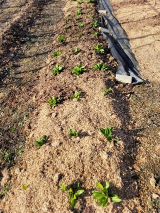 유병선(김천자두)님의 3월 내 작물 자랑하기 · 참여글 작성글 사진