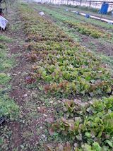 팜모닝 · 게시글 이미지