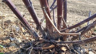 홍혜자님의 딸기 · 병해충상담 작성글 사진