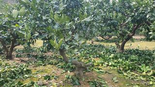 김봉국님의 3월 내 작물 자랑하기 · 참여글 작성글 사진