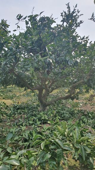 김봉국님의 3월 내 작물 자랑하기 · 참여글 작성글 사진