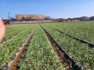 이현숙님의 3월 내 작물 자랑하기 · 참여글 작성글 사진