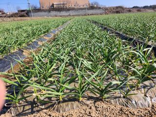 이현숙님의 3월 내 작물 자랑하기 · 참여글 작성글 사진