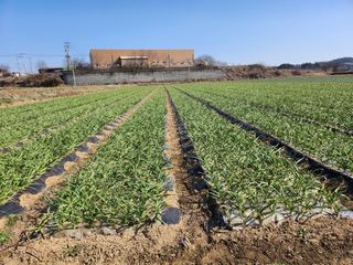 이현숙님의 3월 내 작물 자랑하기 · 참여글 작성글 사진