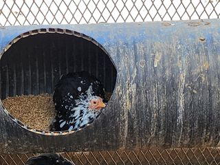 이현숙님의 3월 내 작물 자랑하기 · 참여글 작성글 사진