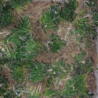 삼성농산님의 파 · 자유게시판 작성글 사진