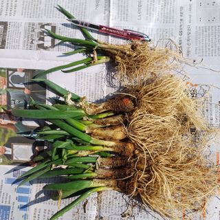 삼성농산님의 파 · 자유게시판 작성글 사진