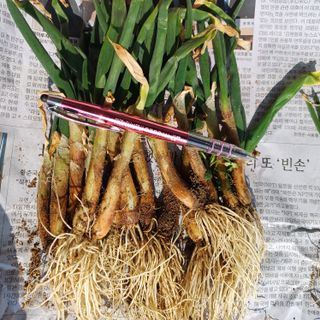 삼성농산님의 파 · 자유게시판 작성글 사진