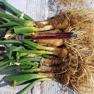 삼성농산님의 파 · 자유게시판 작성글 사진