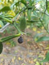 팜모닝 농사, 무엇이든 물어보세요!·참여글 게시글 이미지