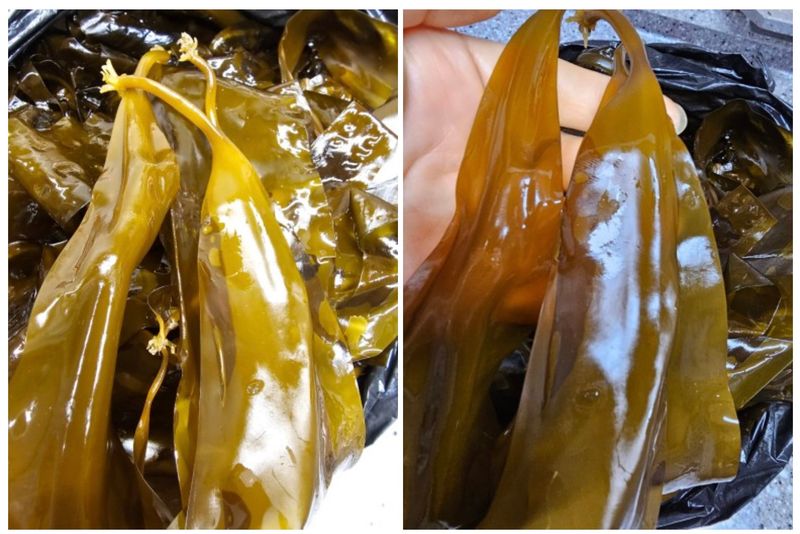 김진국님의 장터 판매 상품 [전남완도 25년 햇원초 생 다시마 1kg,다시마장아찌(500g),톳장아찌(500g)] 첨부 사진