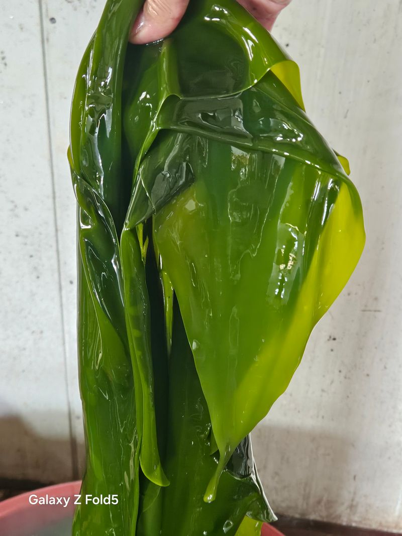 김진국님의 장터 판매 상품 [전남완도 25년 햇원초 생 다시마 1kg,다시마장아찌(500g),톳장아찌(500g)] 첨부 사진