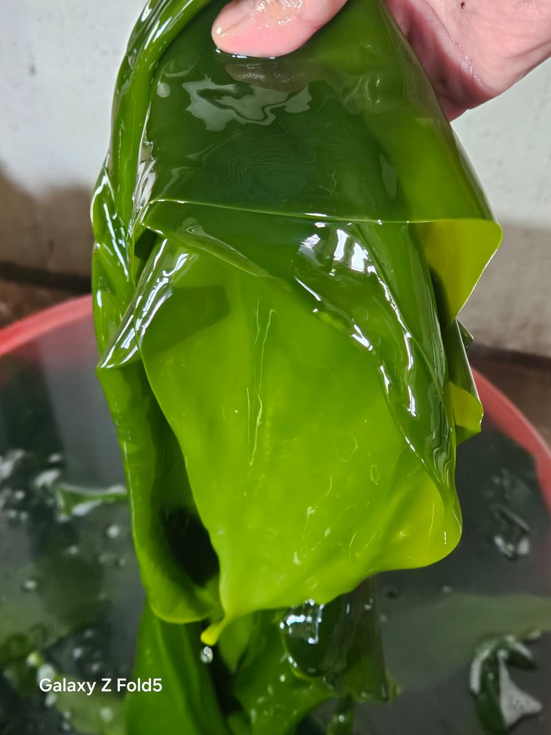 김진국님의 장터 판매 상품 [전남완도 25년 햇원초 생 다시마 1kg,다시마장아찌(500g),톳장아찌(500g)] 첨부 사진