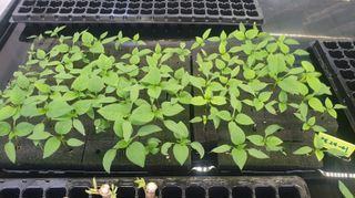 나무도깨비농원님의 기타작물 · 자유게시판 작성글 사진