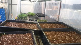 나무도깨비농원님의 기타작물 · 자유게시판 작성글 사진