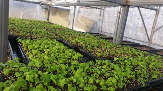 나무도깨비농원님의 기타작물 · 자유게시판 작성글 사진