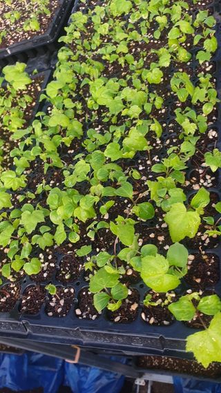 나무도깨비농원님의 기타작물 · 자유게시판 작성글 사진