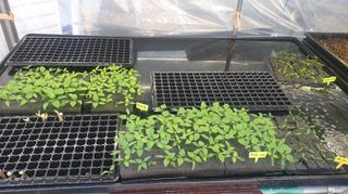 나무도깨비농원님의 기타작물 · 자유게시판 작성글 사진