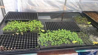 나무도깨비농원님의 기타작물 · 자유게시판 작성글 사진