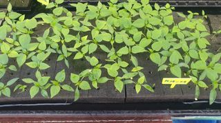 나무도깨비농원님의 기타작물 · 자유게시판 작성글 사진