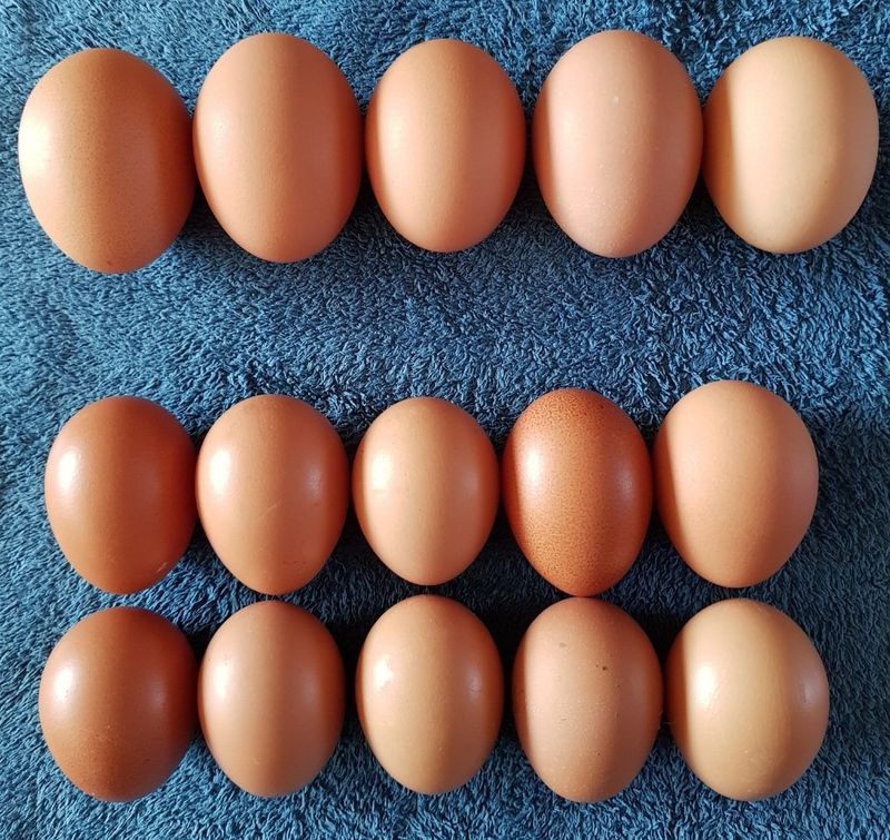 장터 상품 [방사유정란 초란 판매] 썸네일