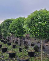 팜모닝 자유주제·자유게시판 게시글 이미지