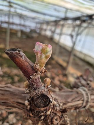 백옥농원님의 자유주제 · 건의해요 작성글 사진