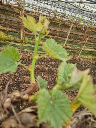 백옥농원님의 자유주제 · 건의해요 작성글 사진