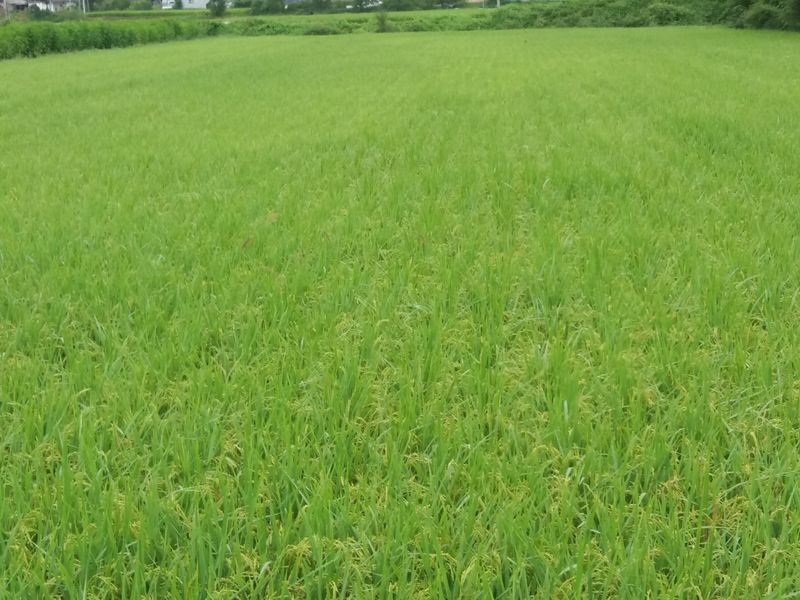 농부 임성훈님의 장터 판매 상품 [유기농 찹쌀 10kg (일반찹쌀) 품절] 첨부 사진