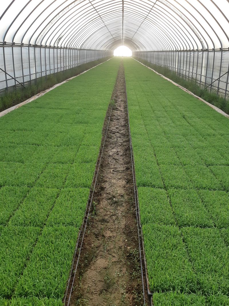 농부 임성훈님의 장터 판매 상품 [유기농 찹쌀 10kg (일반찹쌀) 품절] 첨부 사진