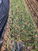 팜모닝 3월 내 작물 자랑하기·참여글 게시글 이미지