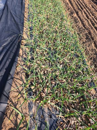 임창호님의 3월 내 작물 자랑하기 · 참여글 작성글 사진