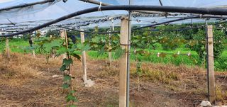 오늘도 즐거운 하루님의 팜모닝 · 출석 작성글 사진