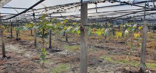 오늘도 즐거운 하루님의 팜모닝 · 출석 작성글 사진