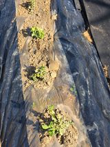 팜모닝 농사, 무엇이든 물어보세요!·참여글 게시글 이미지