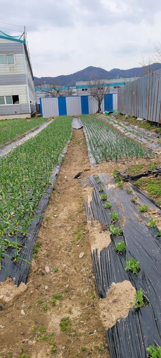 황금이님의 자유주제 · 자유게시판 작성글 사진