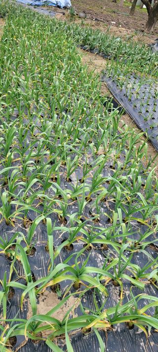 황금이님의 자유주제 · 자유게시판 작성글 사진