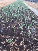 팜모닝 기타작물·영농일지 게시글 이미지