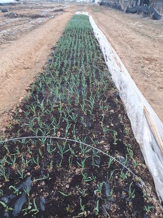 양배추7182님의 기타작물 · 영농일지 작성글 사진