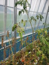 팜모닝 토마토·병해충상담 게시글 이미지