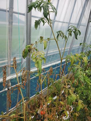 김해토마토님의 토마토 · 병해충상담 작성글 사진