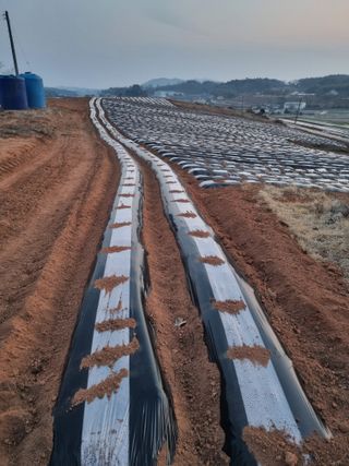 해바우님의 감자 · 영농일지 작성글 사진