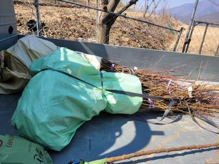 박영석님의 복숭아 · 영농일지 작성글 사진