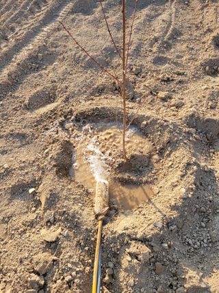 박영석님의 복숭아 · 영농일지 작성글 사진